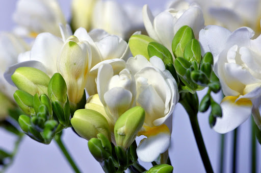 Florist «Lane Florist», reviews and photos, 6616 Snider Plaza, Dallas, TX 75205, USA