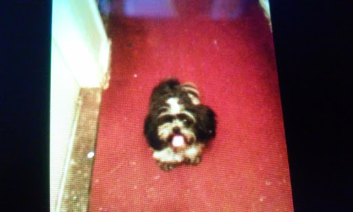 Pet Supply Store «Pet Supplies Plus», reviews and photos, 14835 Telegraph Rd, Redford Charter Twp, MI 48239, USA