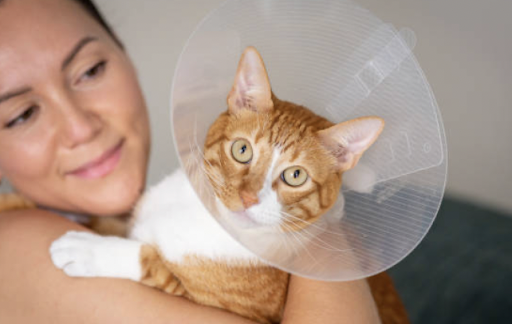 Nica Veterinaria en Moncada