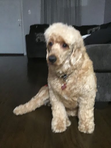 Pet Store «7 Seas Pet Care Center», reviews and photos, 13311 S Brandon Ave, Chicago, IL 60633, USA