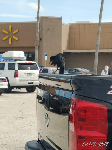 Discount Store «Walmart», reviews and photos, 1001 E Eau Gallie Blvd, Indian Harbour Beach, FL 32937, USA