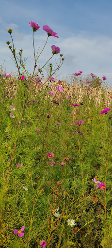 Christmas Tree Farm «Piney Acres», reviews and photos, 1115 E 1000 N, Fortville, IN 46040, USA