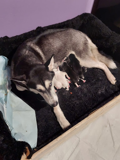 Pet Supply Store «Petco Animal Supplies», reviews and photos, 13127 N Dale Mabry Hwy, Tampa, FL 33618, USA