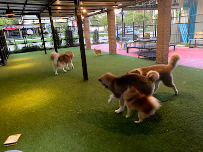 3 ต้าววว Dog & Pets House รับฝากเลี้ยงสุนัข บางแสน ชลบุรี