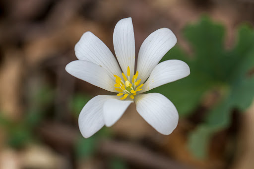 Nature Preserve «Melvin L. Newman Wetlands Center», reviews and photos, 2755 Freeman Rd, Hampton, GA 30228, USA