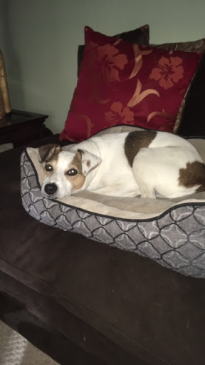 Pet Supply Store «Pet Supplies Plus», reviews and photos, 1704 Greenville Ave, Dallas, TX 75206, USA