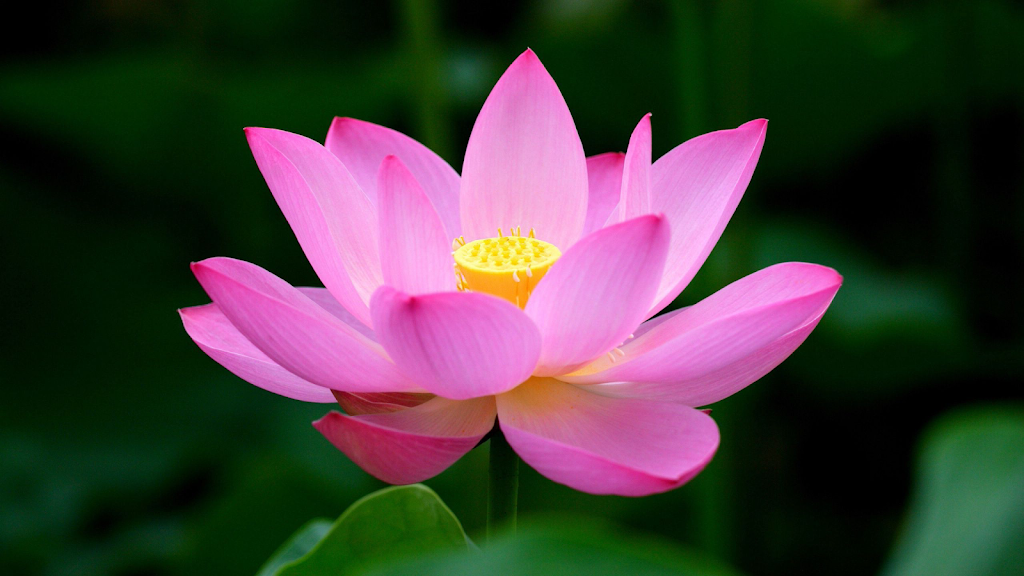 Lotus Massage Therapy 55303