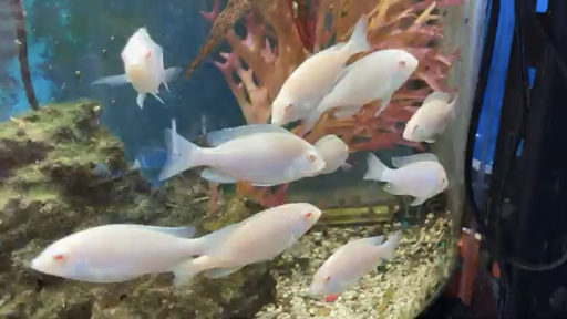 Pet Store «All Pets Club», reviews and photos, 1167 N Colony Rd, Wallingford, CT 06492, USA