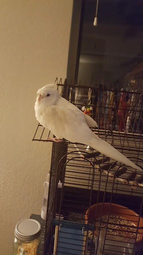 Bird Shop «Arizona Bird Store», reviews and photos, 565 S Dobson Rd, Mesa, AZ 85202, USA