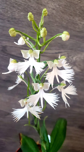 Orchid Grower «Orchid Dynasty», reviews and photos, 959 900 S, Salt Lake City, UT 84105, USA