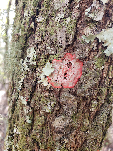 Nature Preserve «Gator Creek Reserve», reviews and photos, 9725 US Hwy 98 N, Lakeland, FL 33809, USA