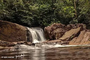 The Forest - Sinharaja image