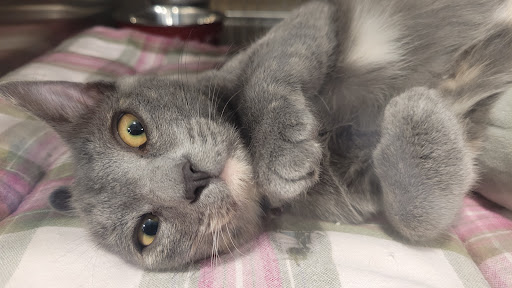 Pet Supply Store «PetSmart», reviews and photos, 16257 N Scottsdale Rd, Scottsdale, AZ 85254, USA