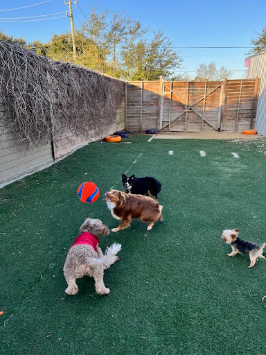 Yale Street Dog House