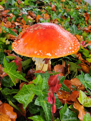 Toyota Dealer «Toyota of Puyallup», reviews and photos, 1400 River Rd, Puyallup, WA 98371, USA