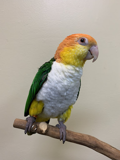 Bird Shop «Paterson Bird Store», reviews and photos, 13 Furler St # 1, Totowa, NJ 07512, USA