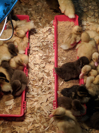 Department Store «Rural King», reviews and photos, 465 South St, Front Royal, VA 22630, USA