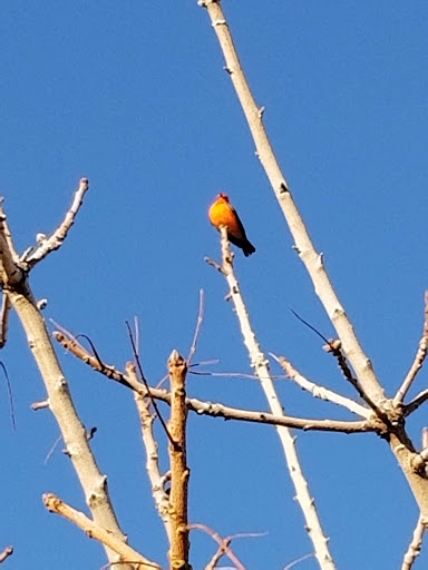 Park «Grover Basin Dog Park», reviews and photos, 17445 N 20th St, Phoenix, AZ 85022, USA