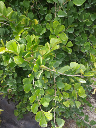 Florist «Weatherbee Nursery», reviews and photos, 701 E Weatherbee Rd, Fort Pierce, FL 34982, USA