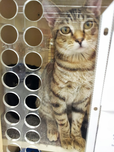 Pet Supply Store «Petco Animal Supplies», reviews and photos, 187 Stonebrook Pl, Jackson, TN 38305, USA