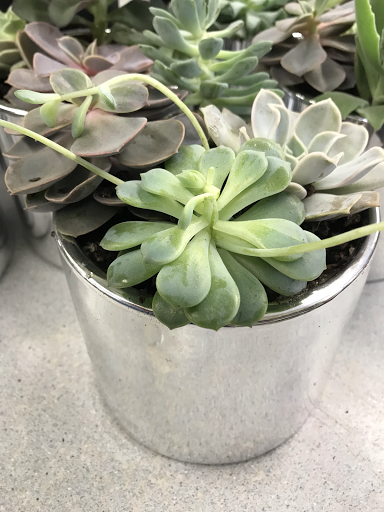 Florist «Stems and Vines of Prior Lake», reviews and photos, 4717 Pleasant St SE, Prior Lake, MN 55372, USA