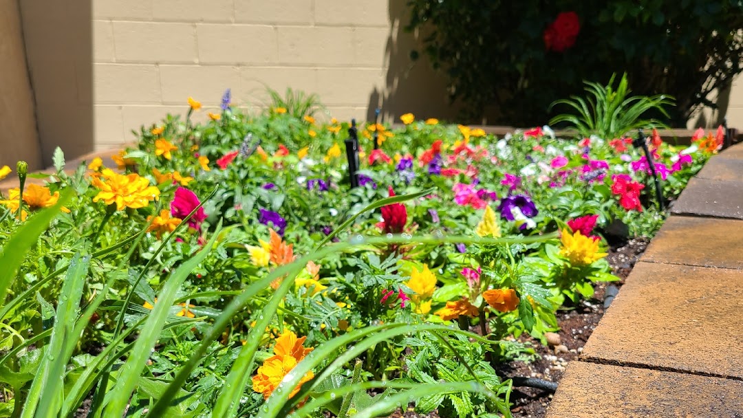 Desert Roots Landscaping