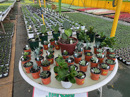 Florist «Dutch & Olgas Greenhouse», reviews and photos, 1285 NJ-36, Hazlet, NJ 07730, USA