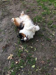 Photo n°4 de Les Ptits Bonheurs - Pension canine et féline à Aigrefeuille-d'Aunis ()