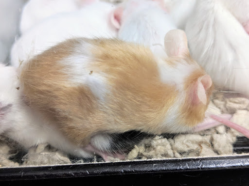 Pet Supply Store «Petco Animal Supplies», reviews and photos, 4915 E 41st St C, Tulsa, OK 74135, USA