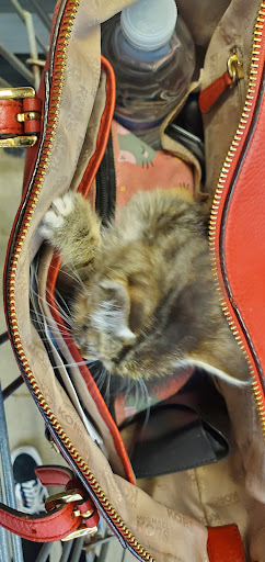 Grocery Store «Save-A-Lot», reviews and photos, 4621 E Lancaster Ave, Fort Worth, TX 76103, USA