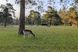 Deer-camp image