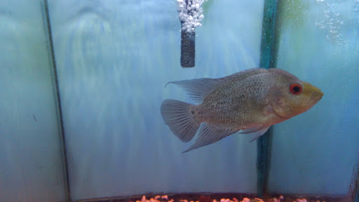 Aquarium «Beltway Aquarium», reviews and photos, 3306 Crain Hwy, Waldorf, MD 20603, USA