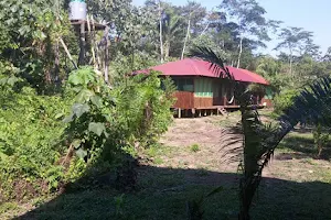 Amazon Lodge Tambopata image