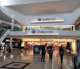 Liverpool Chihuahua photo