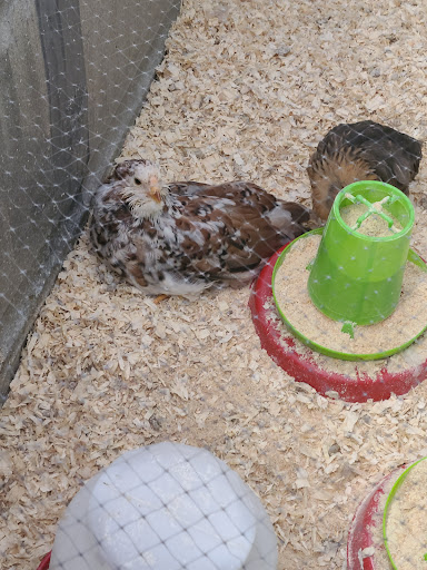 Animal Feed Store «Lomita Feed Store», reviews and photos, 24403 Narbonne Ave, Lomita, CA 90717, USA