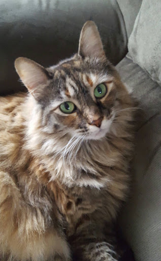 Pet Supply Store «PetSmart», reviews and photos, 278 New Britain Ave, Plainville, CT 06062, USA