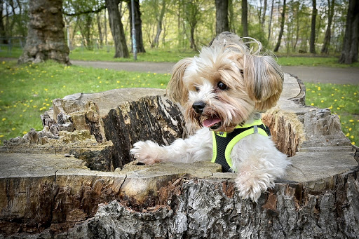 Dipl.Med.Vet. Marion Börner Tierärztin unter Reinsberg, Sachsen