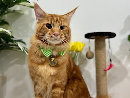 Amory Spa & Grooming