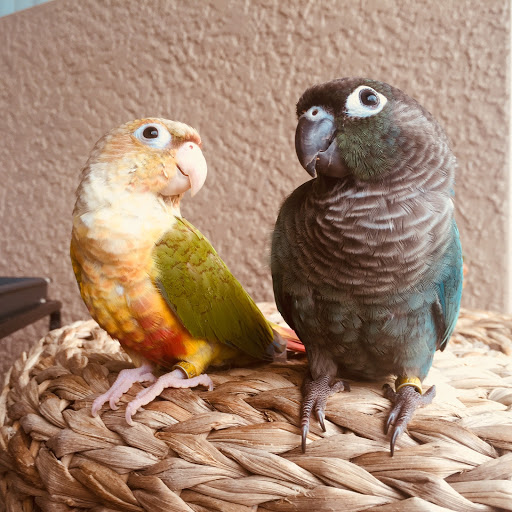 Pet Store «Petland - Ft. Myers», reviews and photos, 7091-13 College Pkwy, Fort Myers, FL 33907, USA