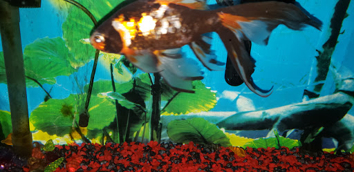 Pet Store «The Pet Works», reviews and photos, 240 14th St, Astoria, OR 97103, USA