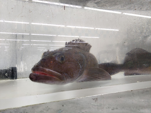 Supermarket «Arcadia Super Market», reviews and photos, 645 W Duarte Rd, Arcadia, CA 91007, USA