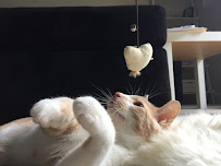 Sitting Pretty Pet Care, Inc. - Photo 6 - Car repair in Atlanta, GA, Atlanta