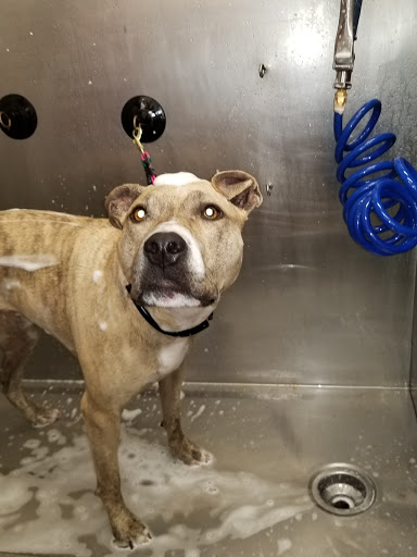 Pet Supply Store «Pet Supplies Plus», reviews and photos, 500 S St W, Raynham, MA 02767, USA