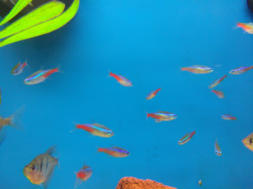 Pet Supply Store «Petco Animal Supplies», reviews and photos, 855 E Bidwell St, Folsom, CA 95630, USA