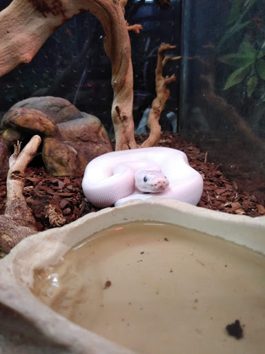 Pet Store «Petland», reviews and photos, 351 Diederich Blvd, Ashland, KY 41101, USA