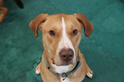 Pet Supply Store «Four Legs Pets Gilberts», reviews and photos, 133 E Higgins Rd, Gilberts, IL 60136, USA