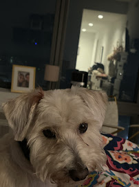 Puppy Loft - Photo 9 - Car repair in New York, NY, Manhattan