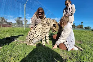 Cheetah Outreach image