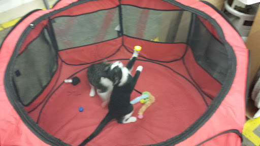 Pet Supply Store «Pet Supplies Plus», reviews and photos, 3984 Seneca St, West Seneca, NY 14224, USA