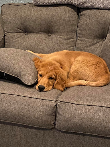 Dog Breeder «Playful Pets», reviews and photos, 115 Ridge Pike, Conshohocken, PA 19428, USA